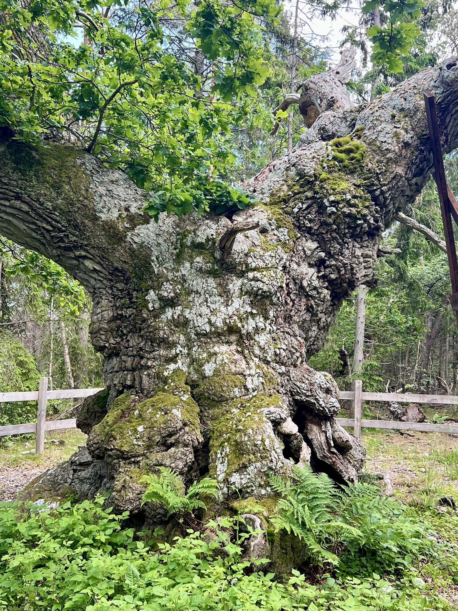 🚧🇸🇪 Der Norden von Öland – Trollskogen und Byxelkrok